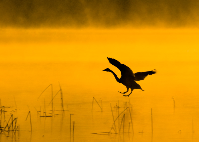 Trumpeter Swan Landing On Lake Sammamish